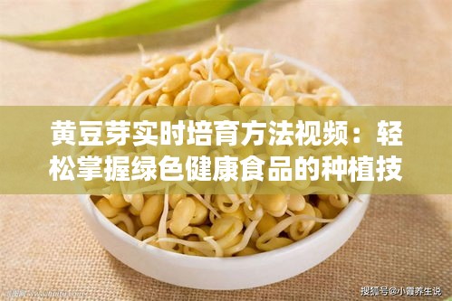黄豆芽实时培育方法视频：轻松掌握绿色健康食品的种植技巧