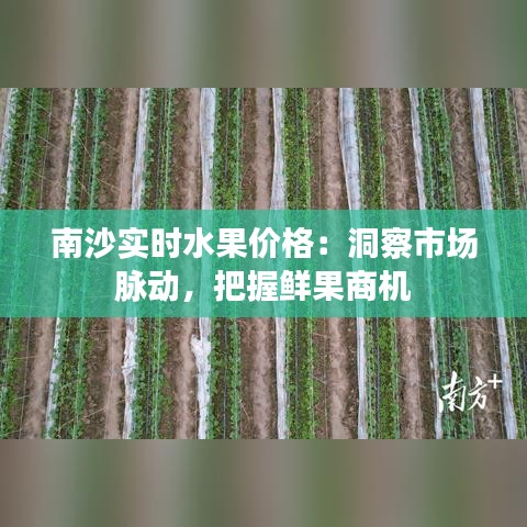 南沙实时水果价格：洞察市场脉动，把握鲜果商机