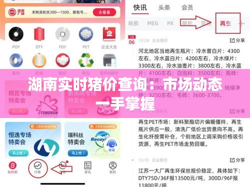 湖南实时猪价查询：市场动态一手掌握