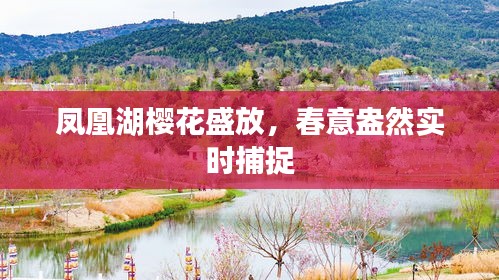 凤凰湖樱花盛放，春意盎然实时捕捉