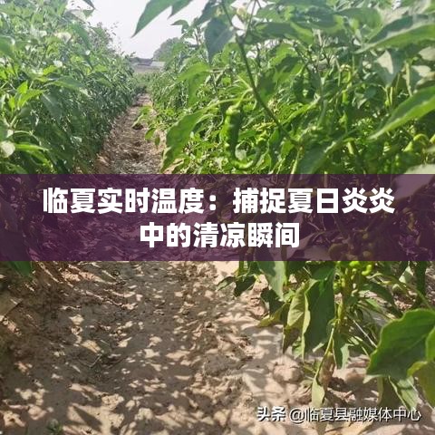 臼灶生蛙 第2页
