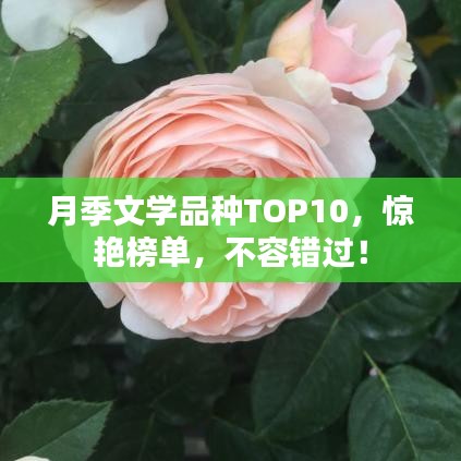 尖嘴猴腮 第3页
