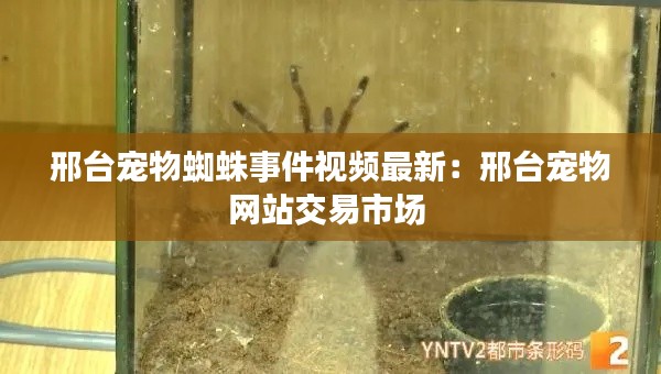 邢台宠物蜘蛛事件视频最新：邢台宠物网站交易市场 