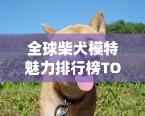 全球柴犬模特魅力排行榜TOP榜单！