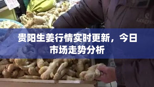 贵阳生姜行情实时更新，今日市场走势分析