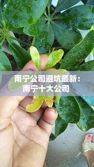 南宁公司避坑最新：南宁十大公司 