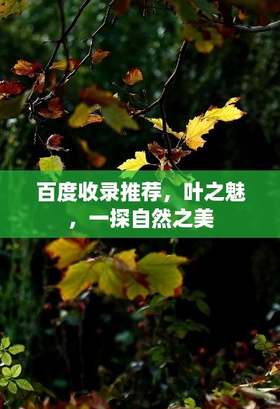 百度收录推荐，叶之魅，一探自然之美