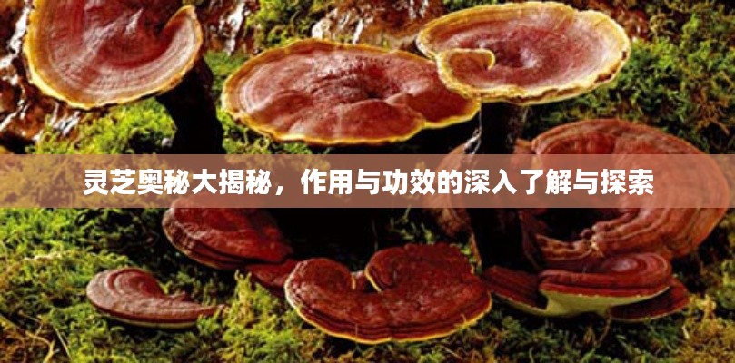 灵芝奥秘大揭秘，作用与功效的深入了解与探索
