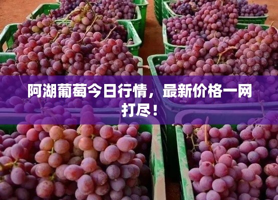 阿湖葡萄今日行情，最新价格一网打尽！