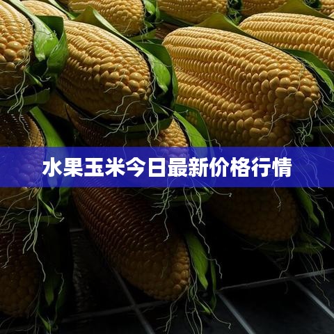 水果玉米今日最新价格行情