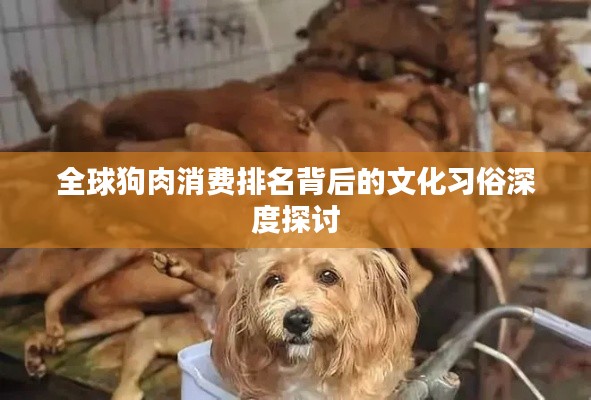 全球狗肉消费排名背后的文化习俗深度探讨
