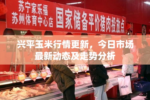 兴平玉米行情更新，今日市场最新动态及走势分析