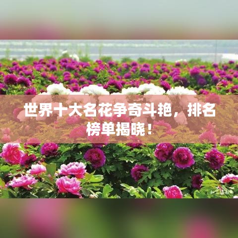 世界十大名花争奇斗艳，排名榜单揭晓！