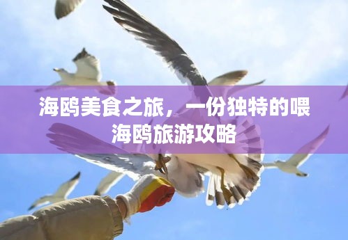 海鸥美食之旅，一份独特的喂海鸥旅游攻略