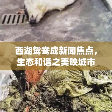西湖鸳鸯成新闻焦点，生态和谐之美映城市繁荣