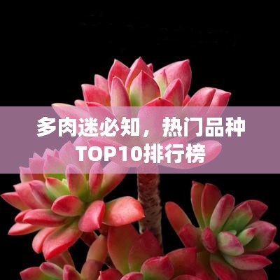 多肉迷必知，热门品种TOP10排行榜