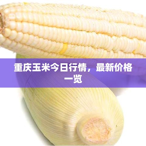 重庆玉米今日行情，最新价格一览
