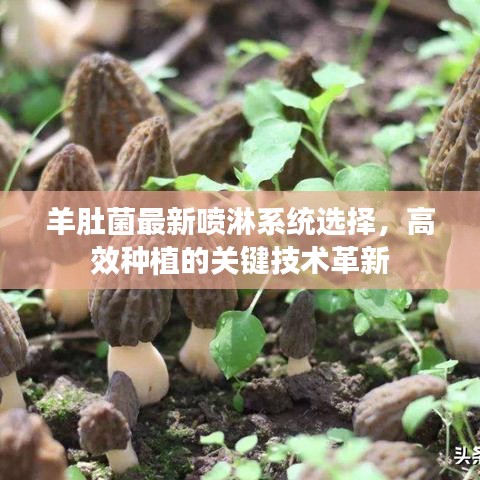 羊肚菌最新喷淋系统选择，高效种植的关键技术革新