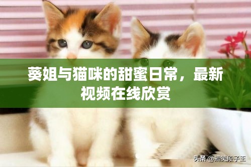 葵姐与猫咪的甜蜜日常，最新视频在线欣赏