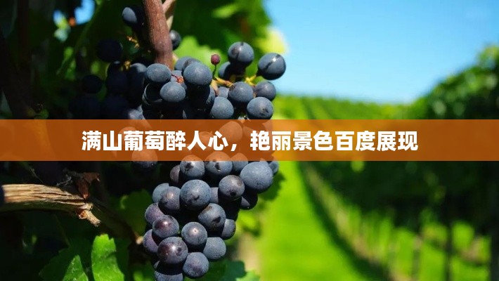 满山葡萄醉人心，艳丽景色百度展现