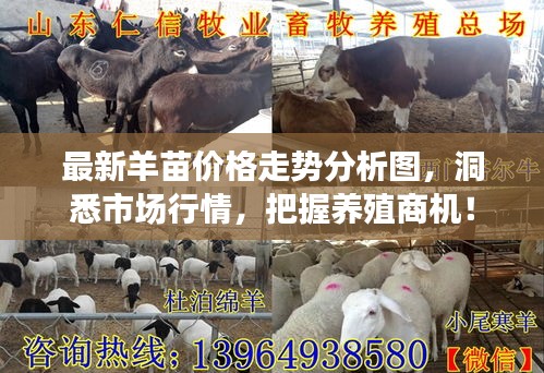 最新羊苗价格走势分析图，洞悉市场行情，把握养殖商机！
