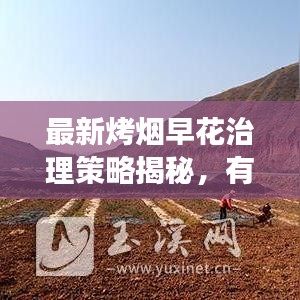 最新烤烟早花治理策略揭秘，有效应对，提升治理成效！