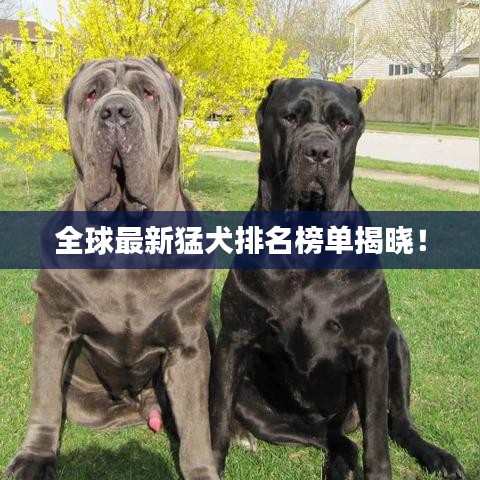 全球最新猛犬排名榜单揭晓！