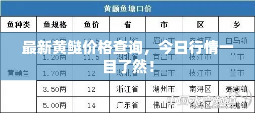 最新黄鲢价格查询，今日行情一目了然！