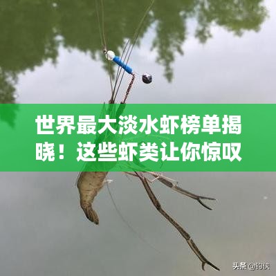 世界最大淡水虾榜单揭晓！这些虾类让你惊叹不已