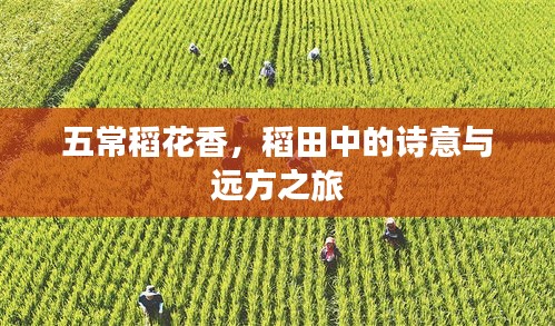 五常稻花香，稻田中的诗意与远方之旅