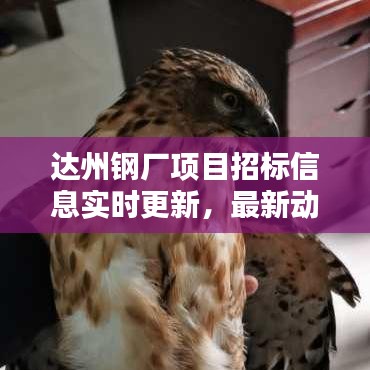 达州钢厂项目招标信息实时更新，最新动态速递