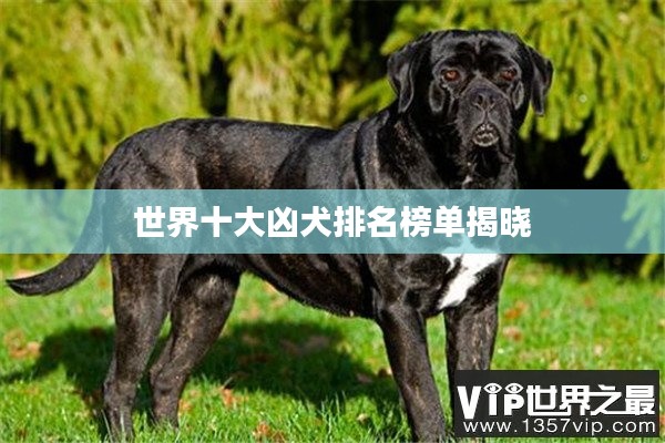 世界十大凶犬排名榜单揭晓