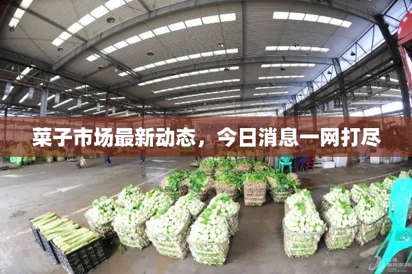 菜子市场最新动态，今日消息一网打尽