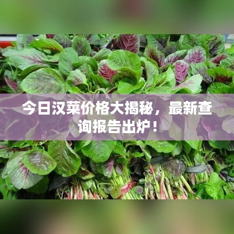 今日汉菜价格大揭秘，最新查询报告出炉！