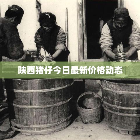 陕西猪仔今日最新价格动态