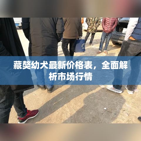 藏獒幼犬最新价格表，全面解析市场行情