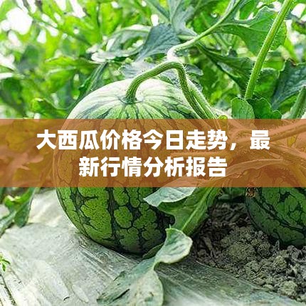 大西瓜价格今日走势，最新行情分析报告