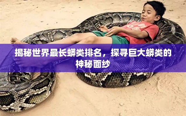 揭秘世界最长蟒类排名，探寻巨大蟒类的神秘面纱