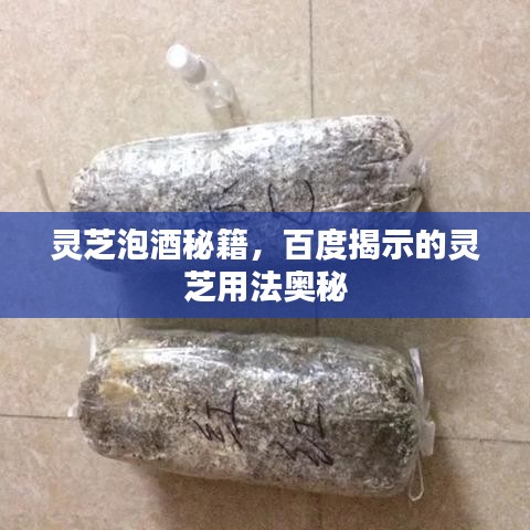 灵芝泡酒秘籍，百度揭示的灵芝用法奥秘