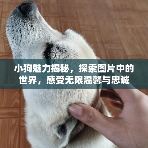 小狗魅力揭秘，探索图片中的世界，感受无限温馨与忠诚