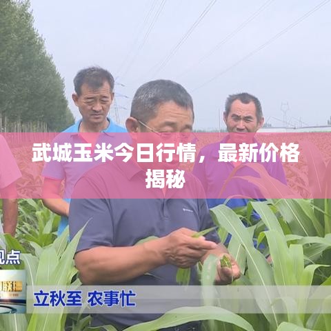 武城玉米今日行情，最新价格揭秘