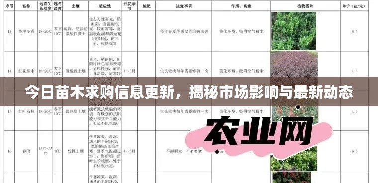 今日苗木求购信息更新，揭秘市场影响与最新动态