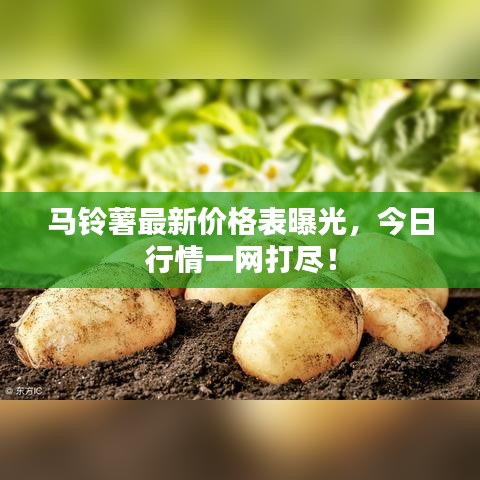 马铃薯最新价格表曝光，今日行情一网打尽！