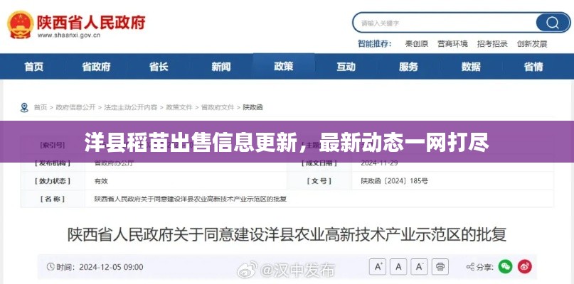 洋县稻苗出售信息更新，最新动态一网打尽