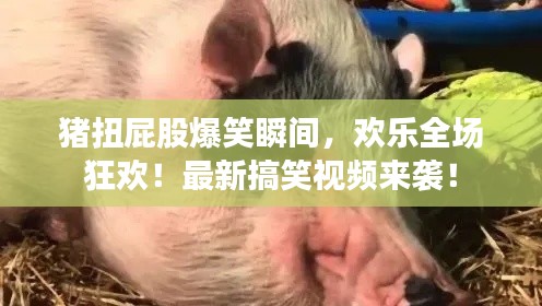 猪扭屁股爆笑瞬间，欢乐全场狂欢！最新搞笑视频来袭！