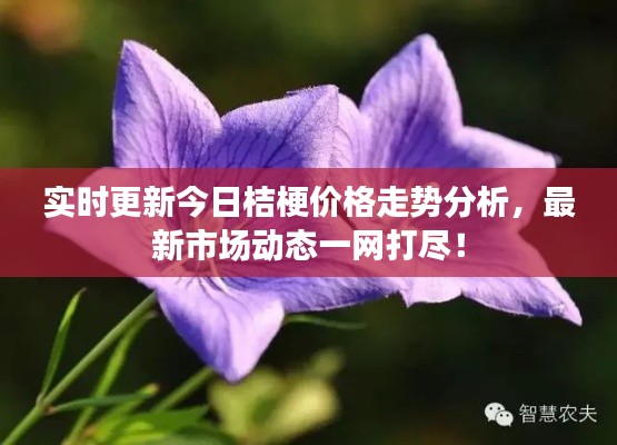 实时更新今日桔梗价格走势分析，最新市场动态一网打尽！