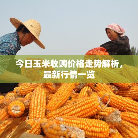 今日玉米收购价格走势解析，最新行情一览