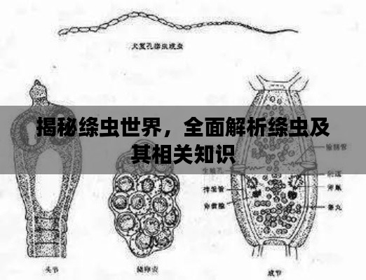 揭秘绦虫世界，全面解析绦虫及其相关知识