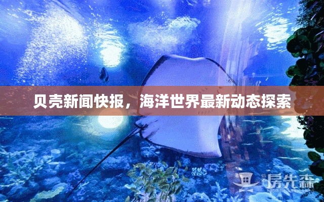 贝壳新闻快报，海洋世界最新动态探索