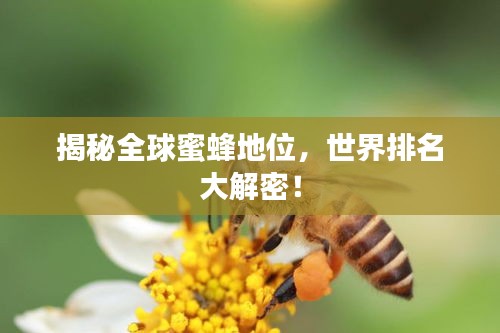 揭秘全球蜜蜂地位，世界排名大解密！